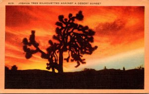 California Joshua Tree Silhouetted Against A Desert Sunset
