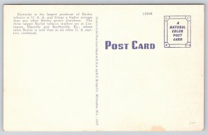 Farming~Typical Tobacoo Field In Old Kentucky~Vintage Postcard