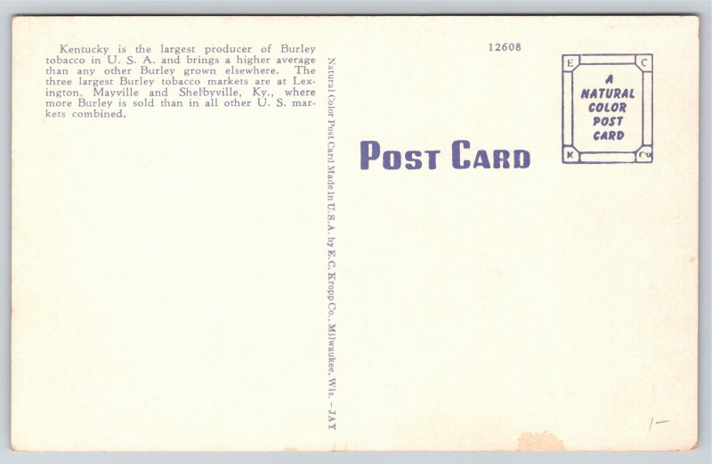 Farming~Typical Tobacoo Field In Old Kentucky~Vintage Postcard