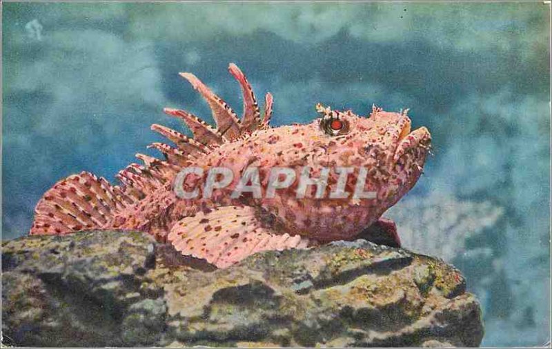 Postcard Modern Museum of Monaco Oceanographic Aquarium Rascasse