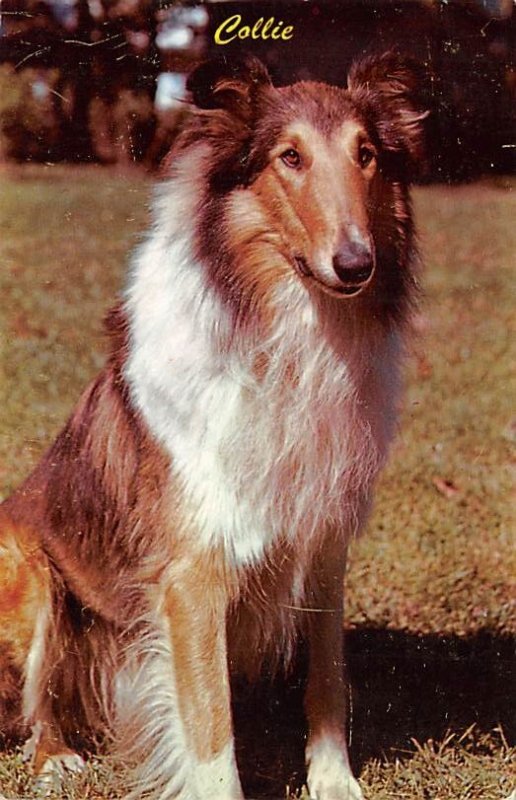 Collie Dog Unused 