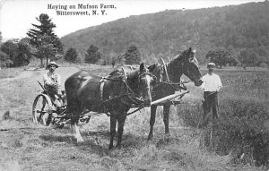 Haying on Mufson Farm Bittersweet, New York NY Postcard