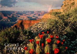Arizona Grand Canyon Claretcup Cactus In Full Bloom