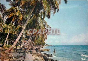 Postcard Modern Africa Color Coconut Beach