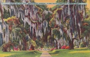 Avenue Of Live Oaks Brookgreen Gardens Along South Carolina's Famous Coa...