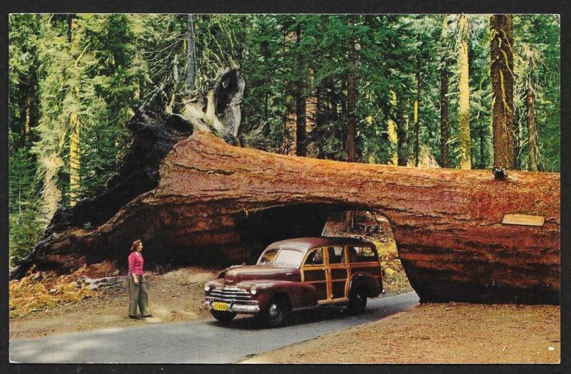 Car in Tree Tunnel Sequoia National Park Unused c1950s