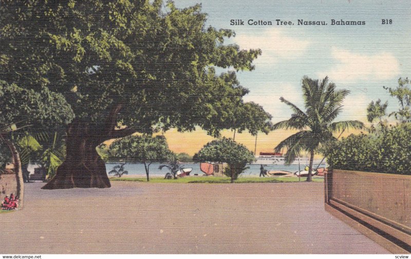 NASSAU , Bahamas , 1930-40s ; Silk Cotton Tree