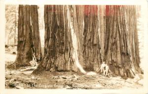 R69. In The Congress Group, Sequoia National Park, CA Real Photo Postcard