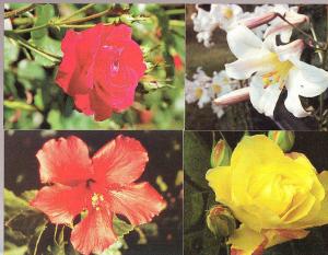 Red Cross - Set of Four Cards - Denmark - Flowers - Unused