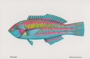 Wrasse Fish at Durban Sea Aquarium South Africa Postcard