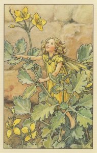 The Greater Celandine Flower Fairy Old Book Painting Postcard