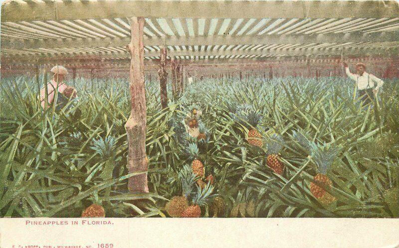 C-1905 Farm Agriculture Pineapples Florida Postcard Kropp 2469