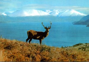 Spain New Zealand Red Stag Deer At Frankton With Lake Wakatipu