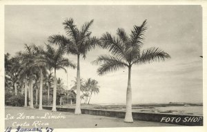 Costa Rica, C.A., LIMÓN, La Zona, Palm Trees (1951) RPPC Postcard