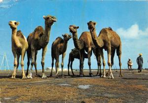 BG9373 chameaux camel types posant pour le photographe bent  tunisia