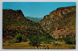 A Saguaro Forest In Arizona Vintage Unposted Postcard