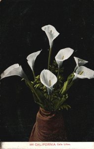 Vintage Postcard 1909 California Calla Lilies Stunning Wild Flower Charles Pub.