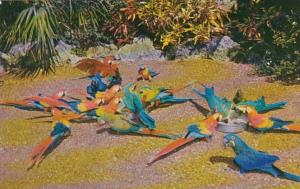 Florida Miami Chow Time Parrot Jungle Red Road