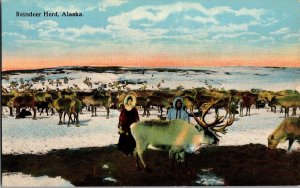 A Herd of Reindeer in Alaska Vintage Postcard O54