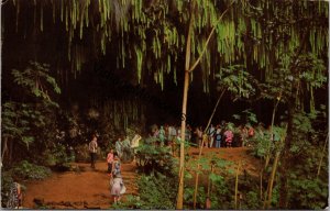 Fern Grotto Island of Kauai Hawaii Postcard PC299