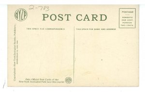 Birds - Golden Pheasant