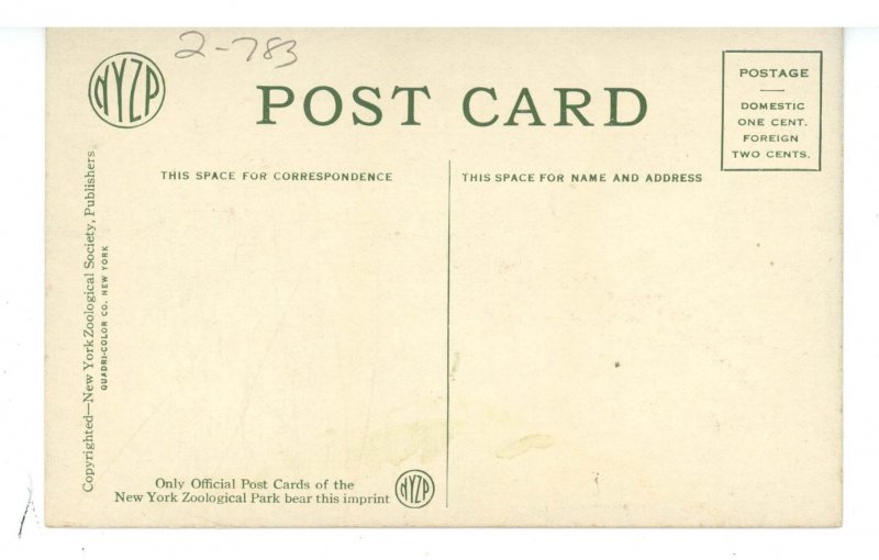 Birds - Golden Pheasant