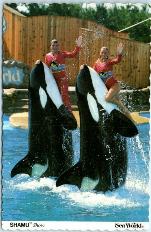 Postcard - Shamu Show - Sea World 