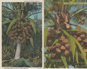 Jamaica Cocoanuts As They Bear On A Tree Linen 2x Postcard