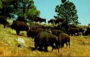 Buffalo Herd Custer State Park Black Hills South Dakota