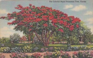 Royal Poinciana Tree In Florida 1950 Curteich