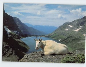 Postcard Mountain Goat in the Rockies