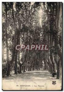 Old Postcard Perpignan Platanes