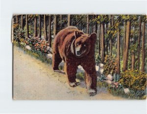 Postcard Bear Trees Flowers Rocks Nature Scene