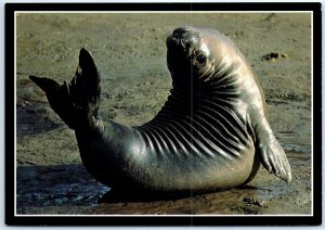 Postcard - Northern elephant seals, Pacific Coast Wildlife - Pacific Coast
