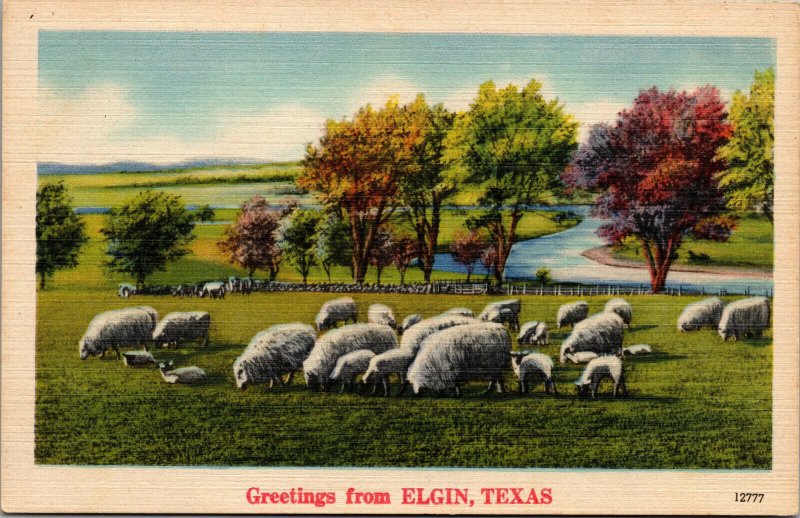 Vtg 1930s Scenic Greetings from Elgin Texas TX Sheep Grazing Linen Postcard