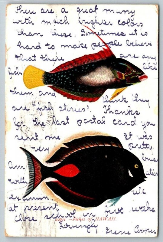 Fishes of Hawaii  Postcard  1908