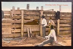 Mint Western Canada Color Picture Postcard Branding Cattle