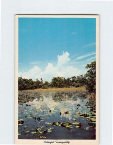 Postcard Colorful Tranquility, Everglades National Park, Florida