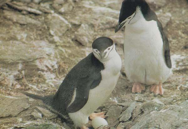 The Farne Islands Penguins Guillemots & Kittiwakes Bird 1970s Postcard