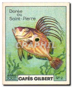 Image Cafes Gilbert Doree Or Saint Peter Gilbert Cafes Fish
