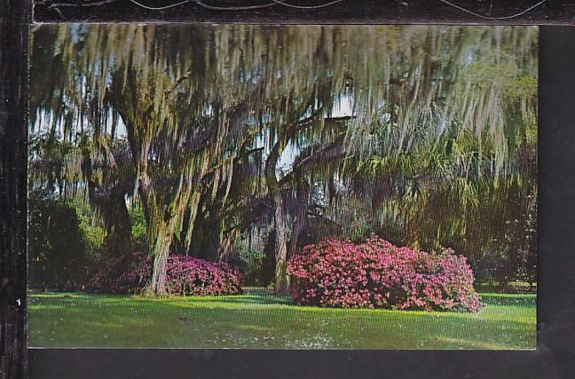 Azaleas,Winter Park,FL Postcard 