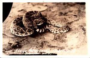 Snakes Large Rattlesnake Ready To Strike Real Photo