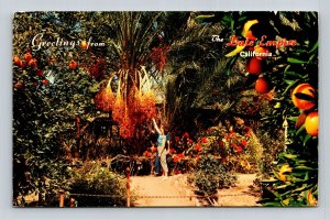 Greetings Date Empire California Tropical Trees Indio California VNG PM Postcard