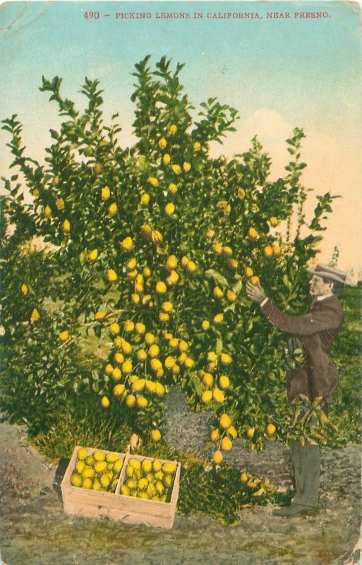 Picking Lemons in California Near Fresno 1912 Postcard, Man and Crate