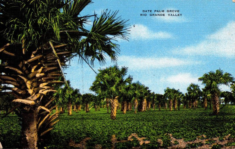 Texas Lower Rio Grande Valley Typical Date Palm Grove 1951