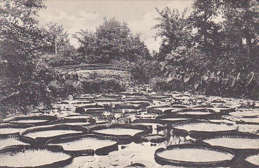 Minnesota St Paul Lily Pond Como Park