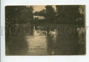 428444 RUSSIA VOLGA during the flood swans 1917 year postcard