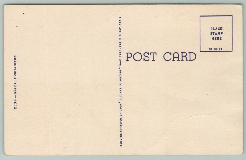 Florida~Legend of Spanish Moss Poem Card~1940s Linen Postcard