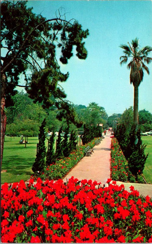 Long Beach CA Flowered Pathway Bixby park Postcard unused (20135)