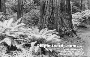Giant Ferns and Redwoods, Real Photo Muir Woods National Monument, California...